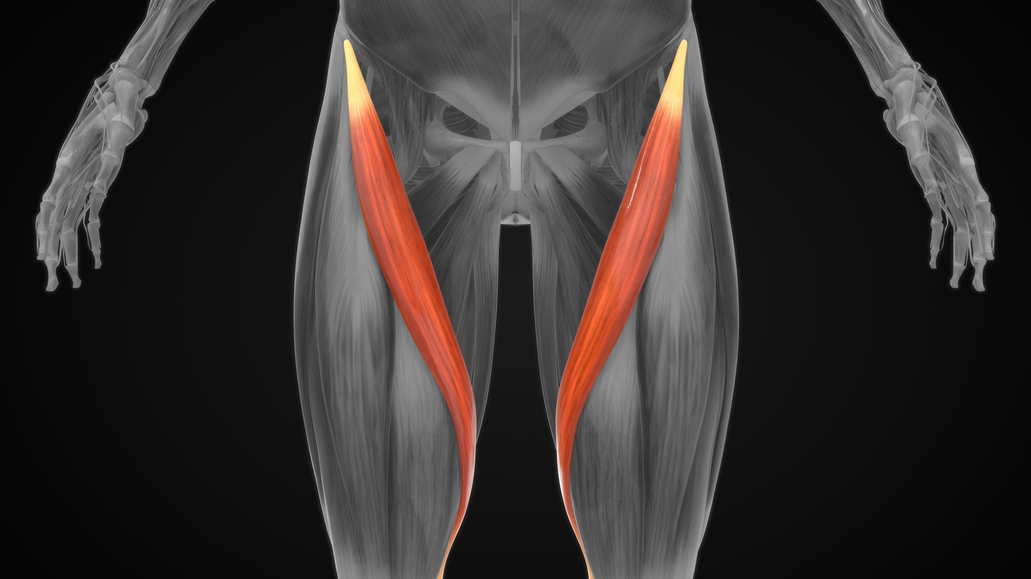 Sartorius strain muscle pain! Heale's Clinics